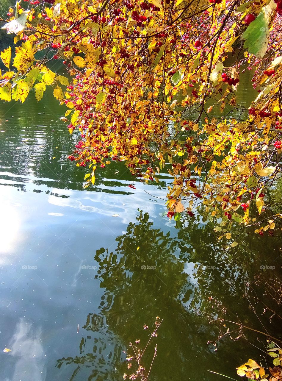 The branches of the hawthorn bent over the clear water of the river.  Yellow leaves and red hawthorn berries are reflected in the water