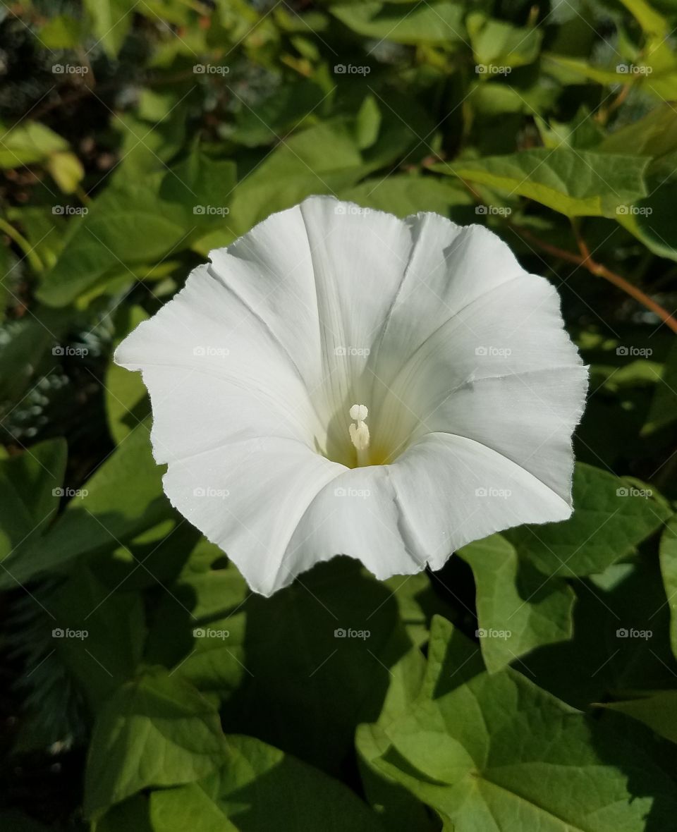 white bell flowers