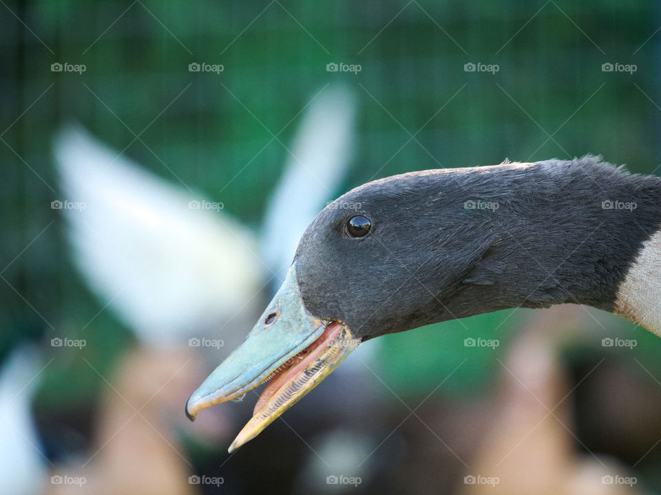 Brown Drake's Head Closeup with Angel Wings in Soft Background