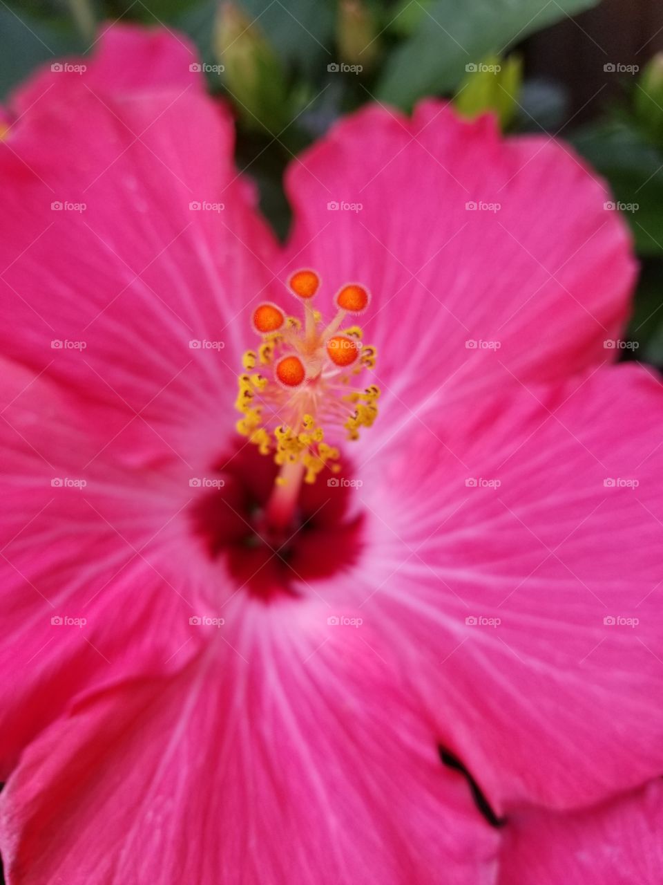 hot pink hibiscus