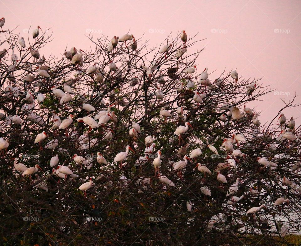 Ibis tree