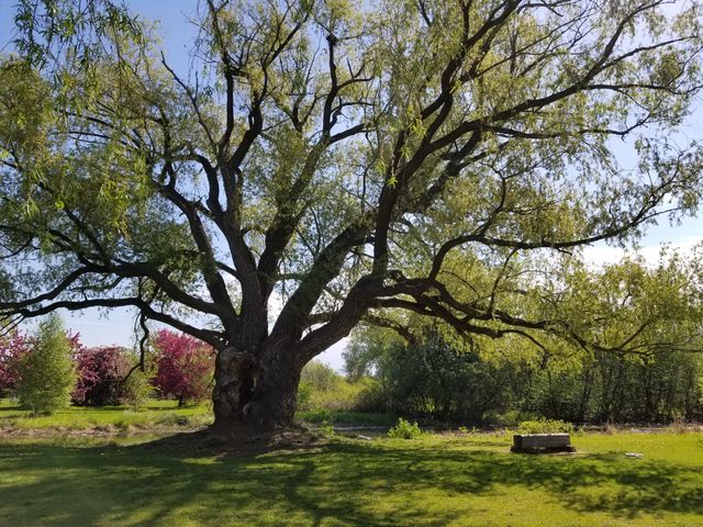 Fletcher's garden, Ottawa Canada