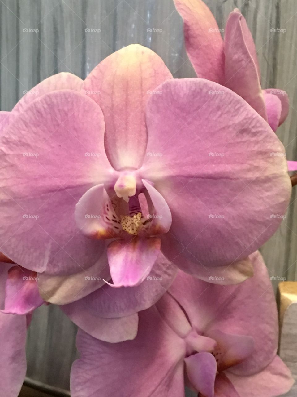 Dusty pink orchid 