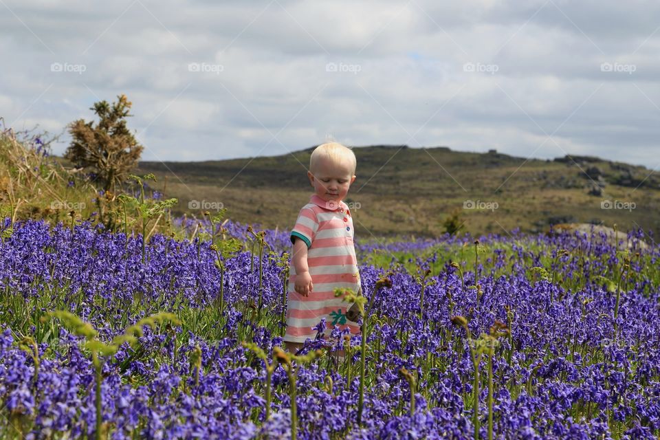 Bluebells