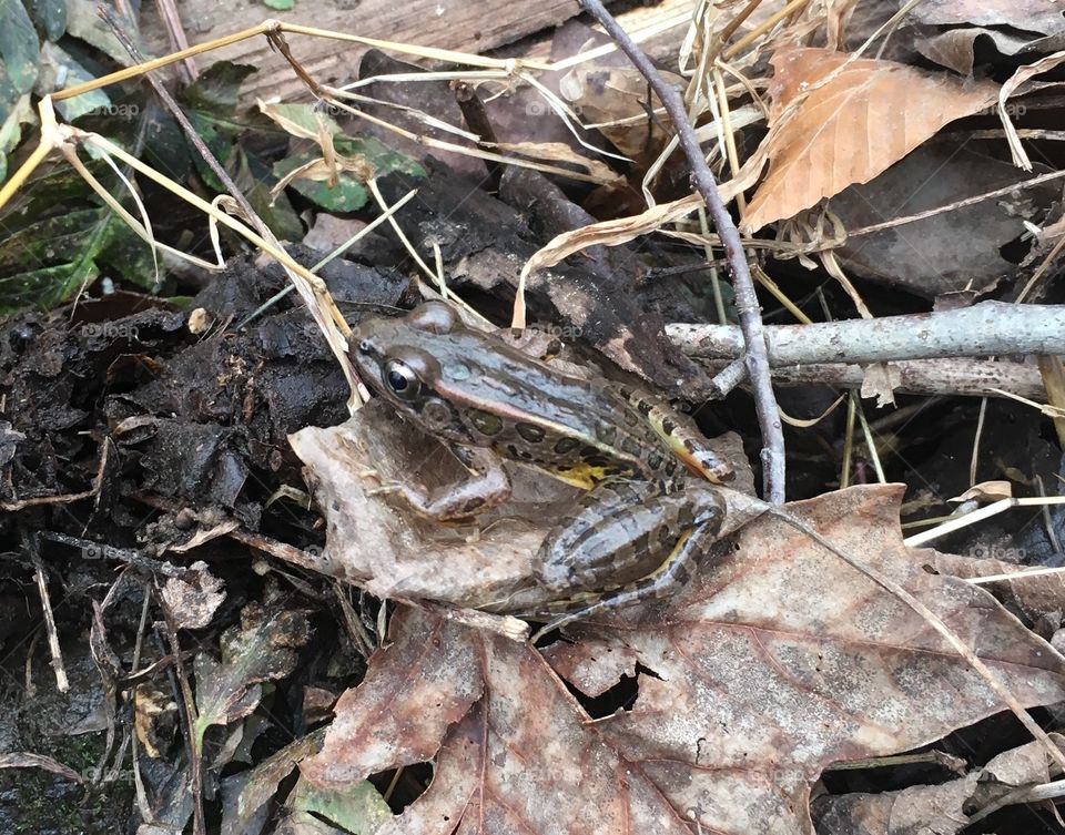 Leopard frog in the forest 