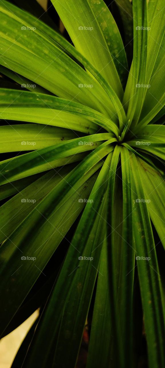 beautiful indoor plant.