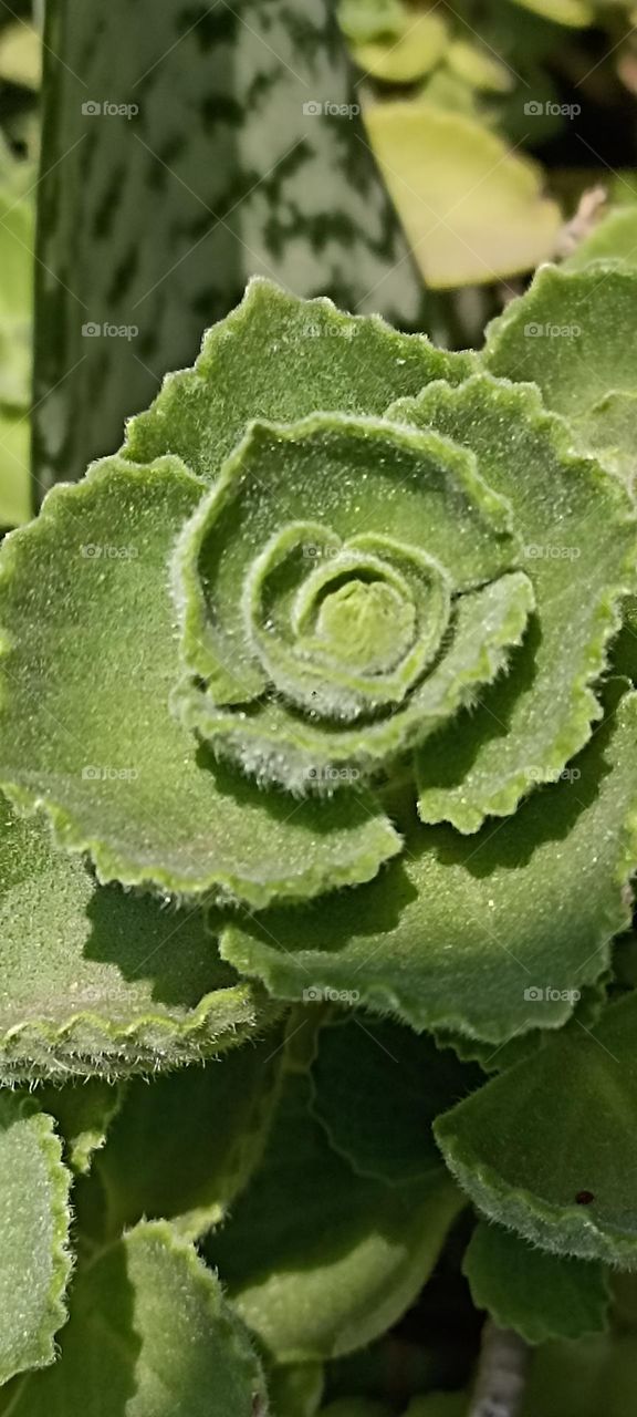 common ice plant leaves