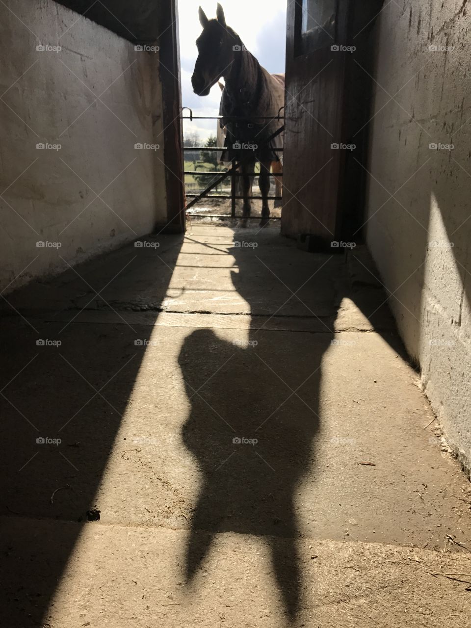 Horse casting a shadow 