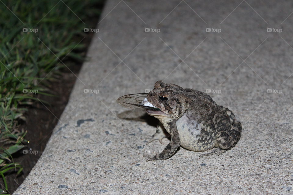 frog catches secada