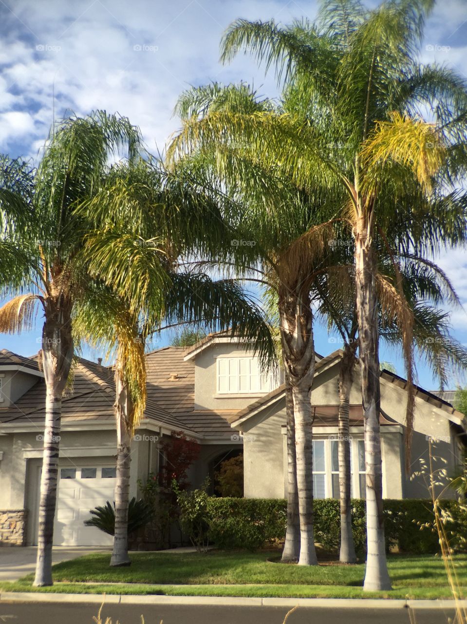 A house and palm trees 