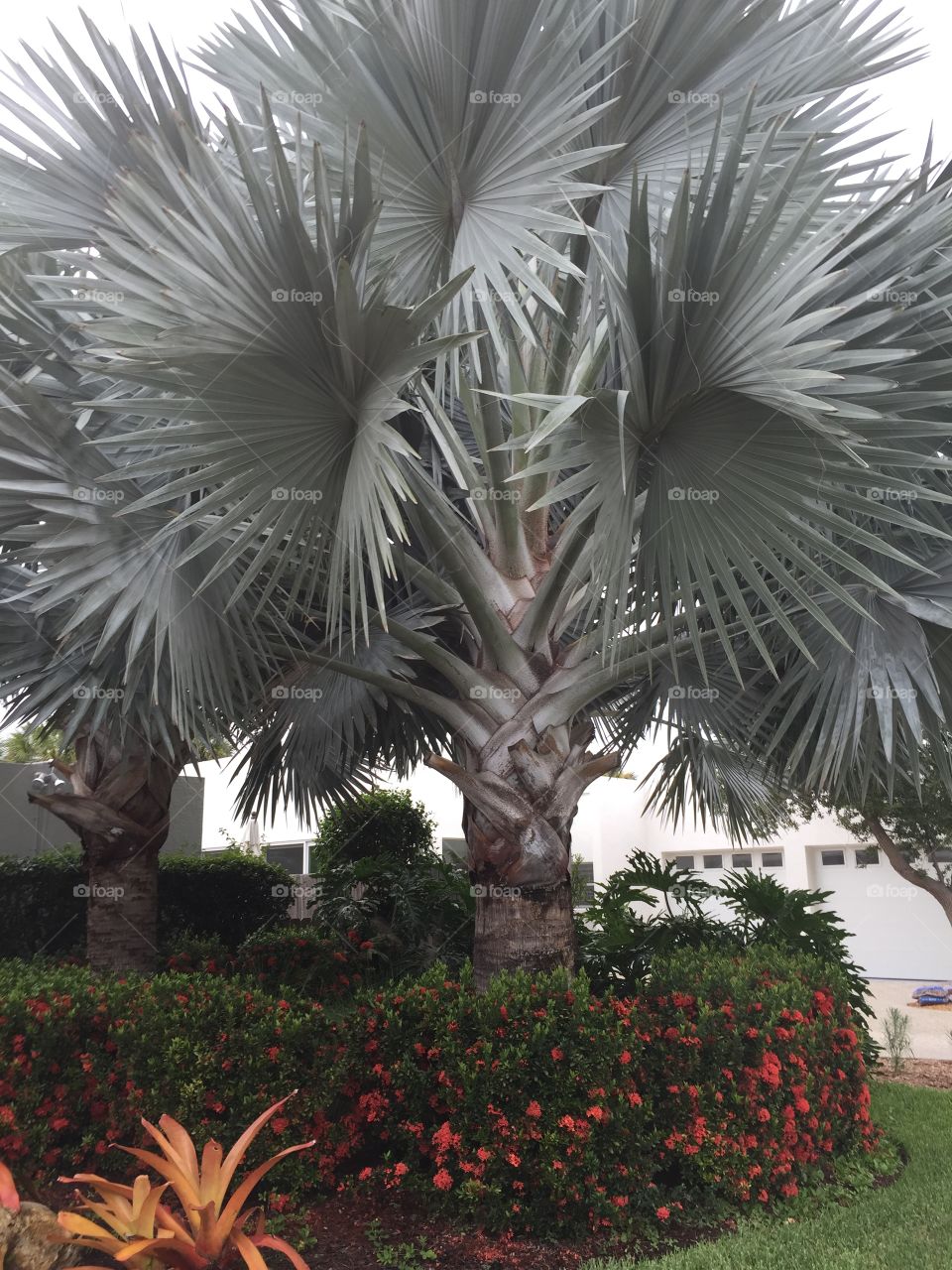 Palms