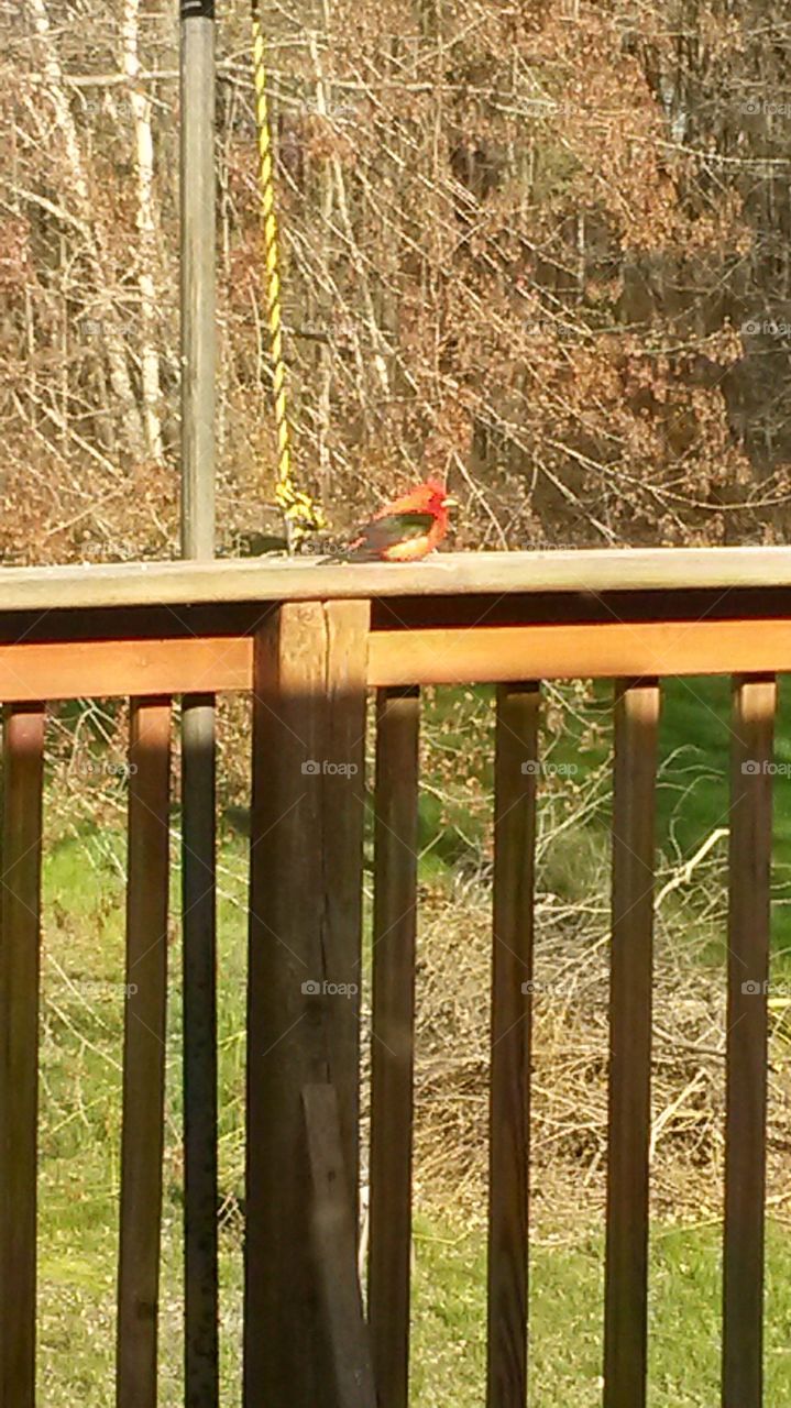 scarlet Tanager