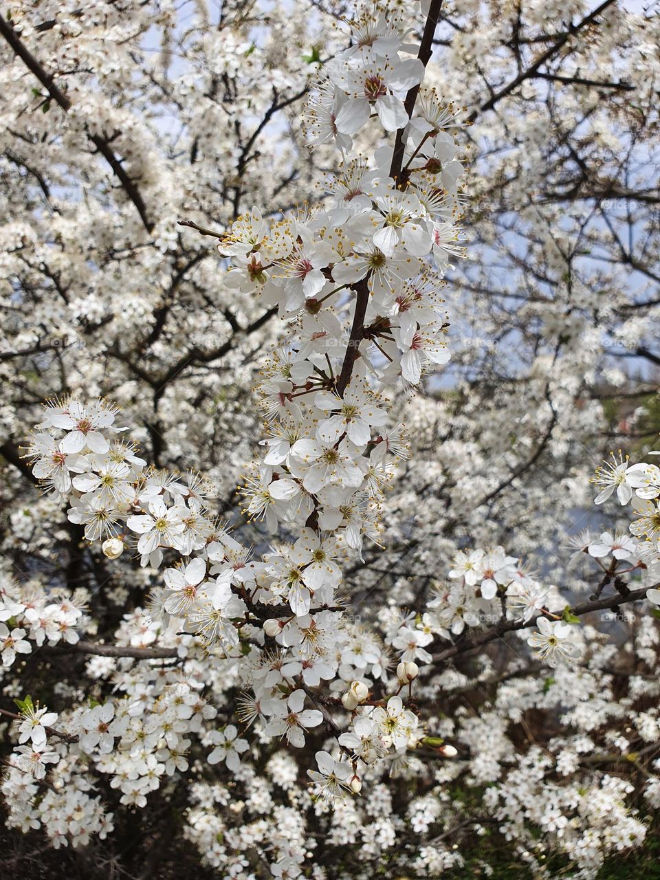 White flowers in spring