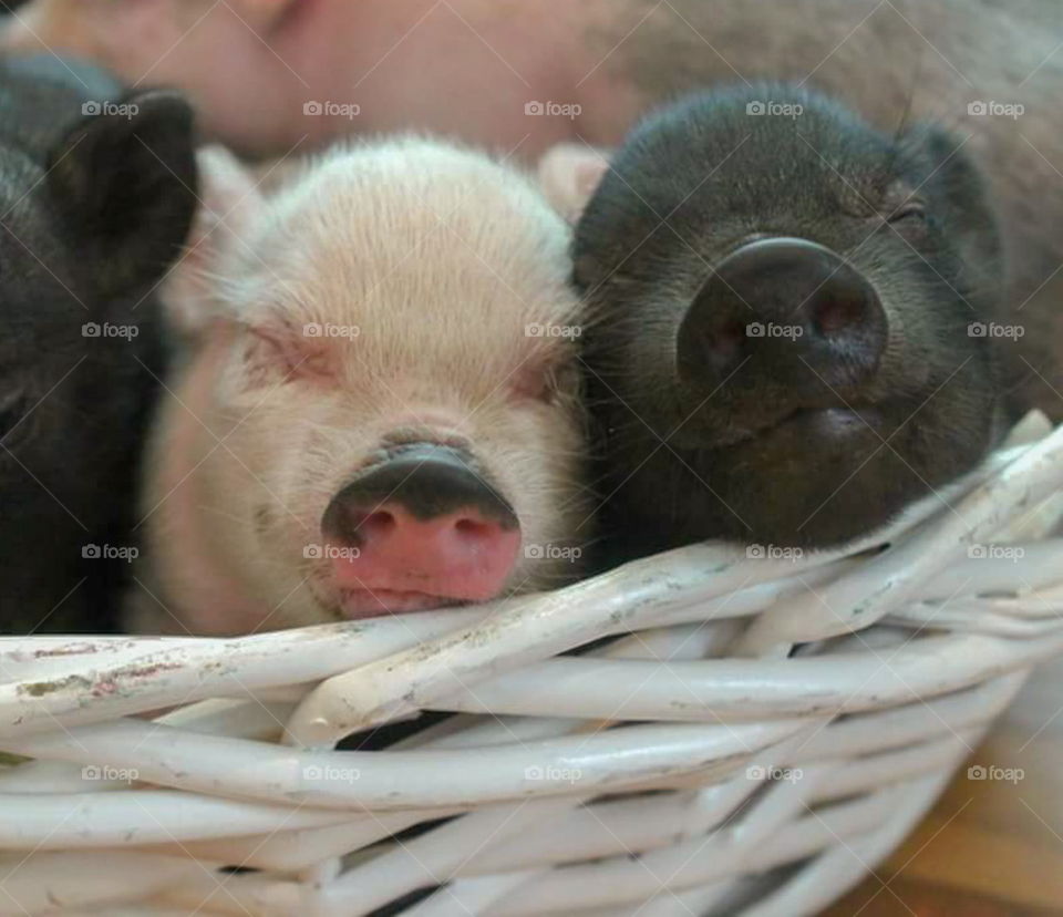 White piglet and black piglet sleeping peacefully inside of white wicker basket.