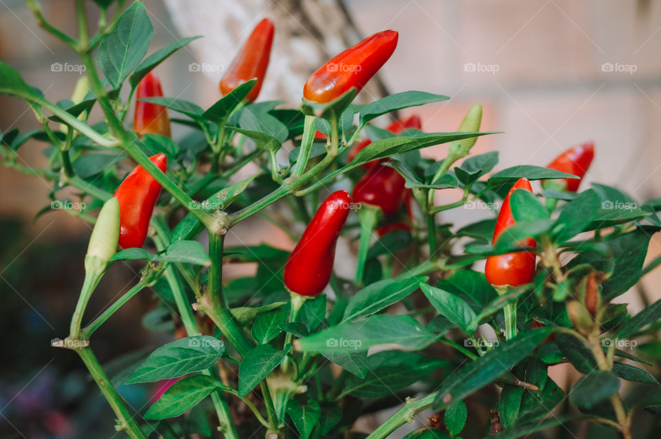 Brazil loves pepper, especially the northeast of Brazil