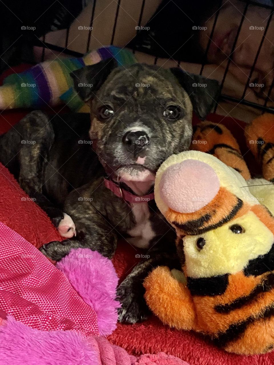 This is our new Staffordshire Bull Terrier called Stella. Stella is now just over 9 weeks old and we have now had Stella 1 week today (18/12/21). She’s the cutest little pupster going! Of course I’m biased! 🥰