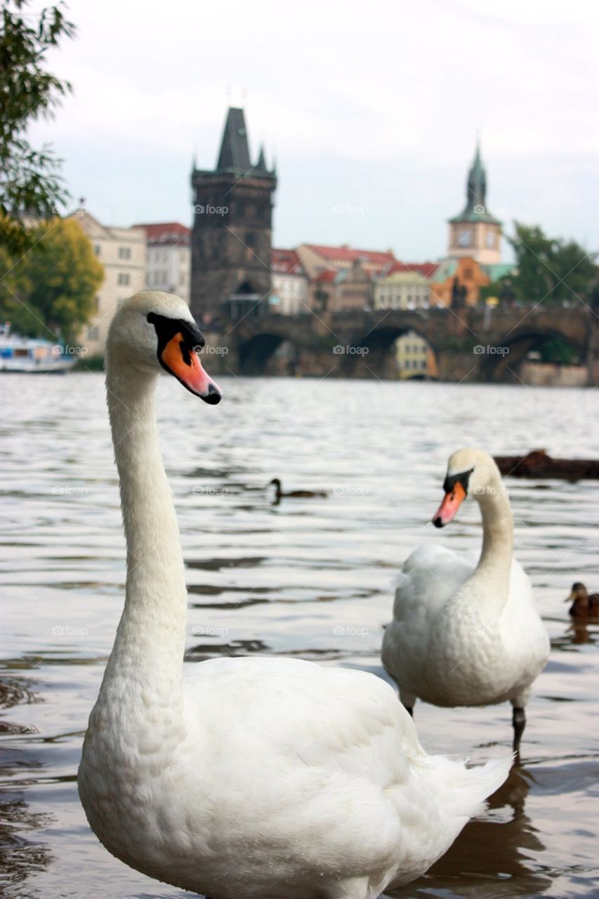 Swan, Bird, No Person, Water, Waterfowl