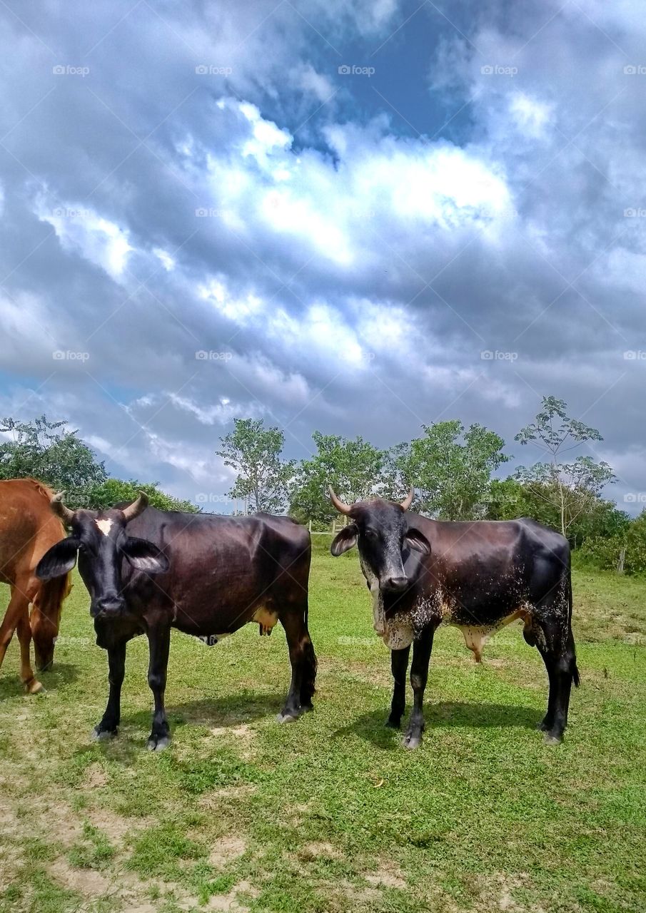 Amazônia. Brasil. G