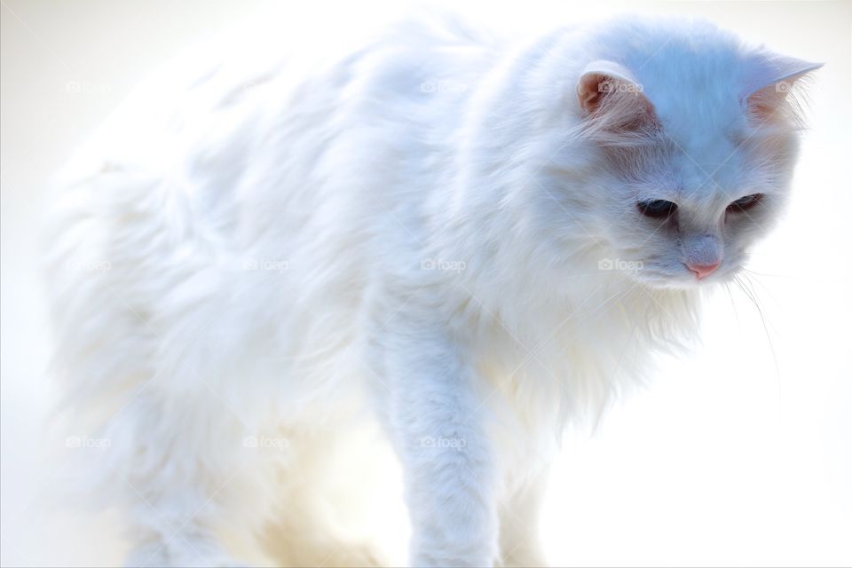 Studio shot of white cat