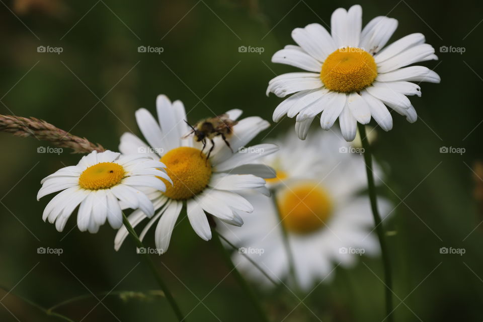 Honey bee on top of daisy blooming 