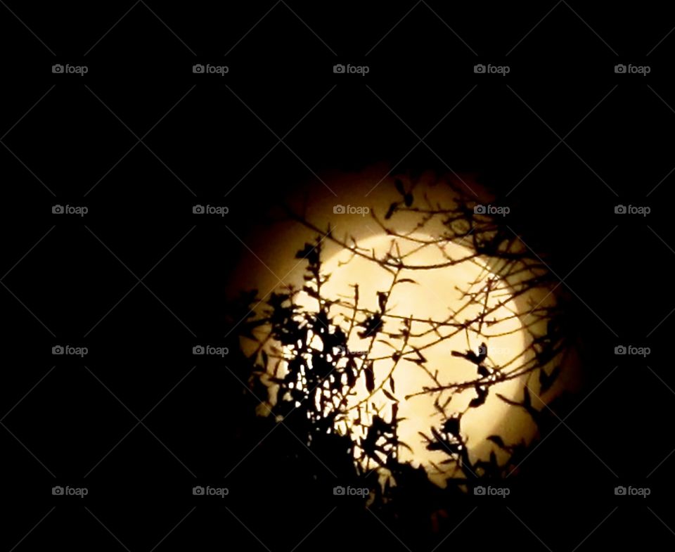 December super moon through trees