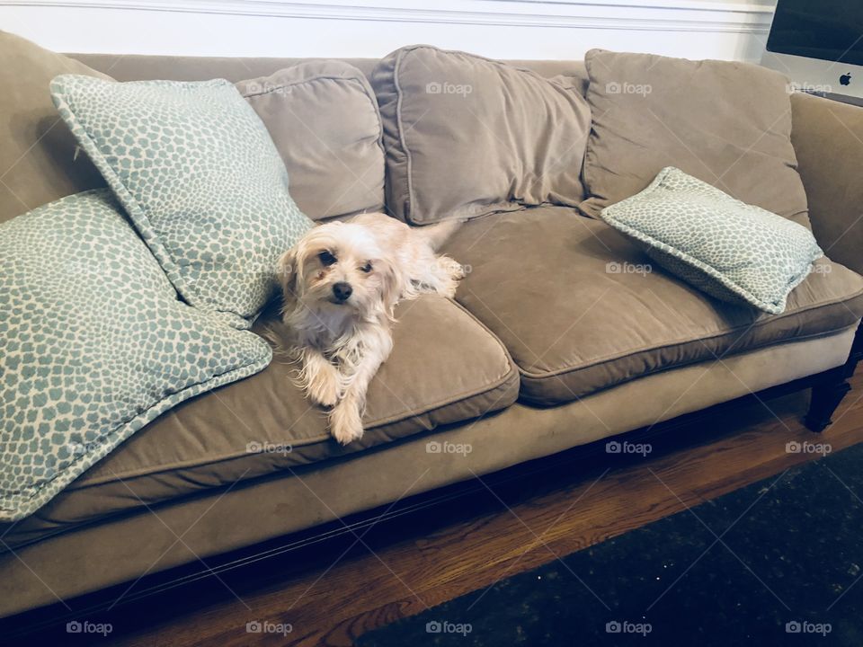 Puppy on a couch