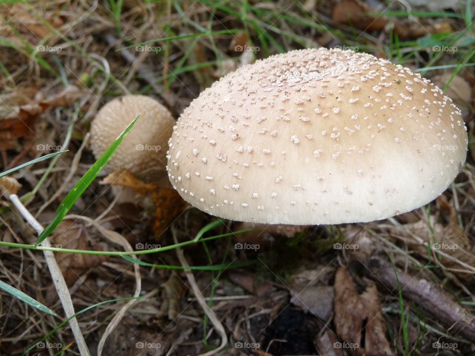 Mushroom ring 