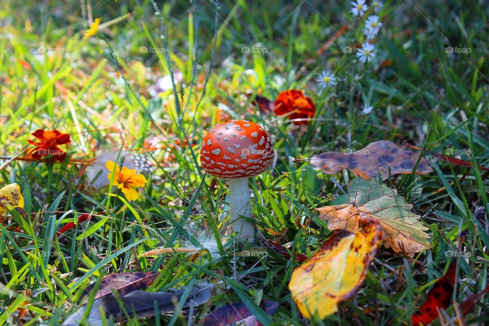 Fall flora with mushroom 