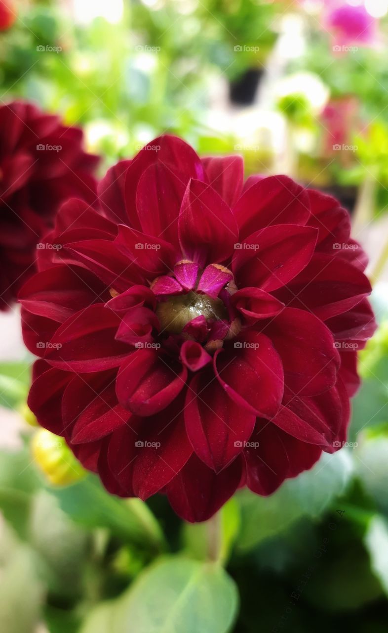 Red flower,flower,red,garden,plant,floral,colorful,botany,spring,summer,blossom,reflection,summer,botany,rose,love,romance,valentine