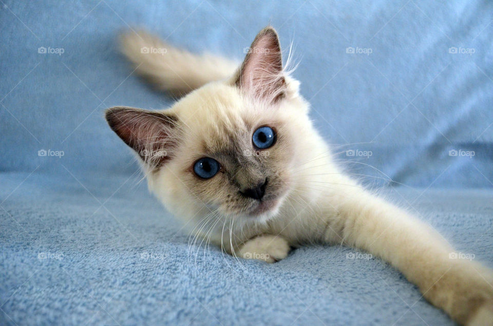 Ragdoll Kitten