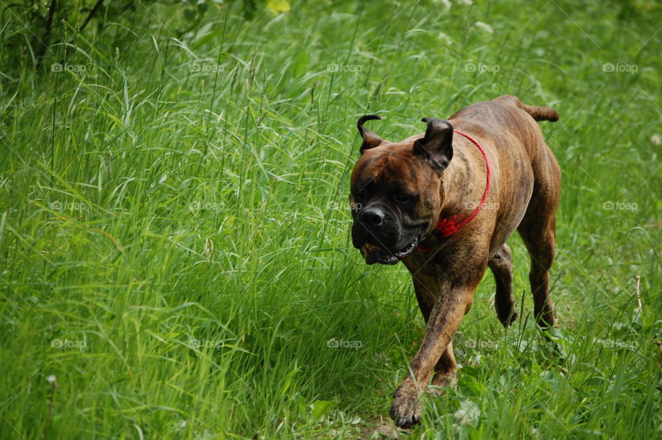 bullmastiff