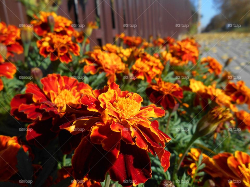 orange and red marigold flowers growing on the street road autumn solar landscape