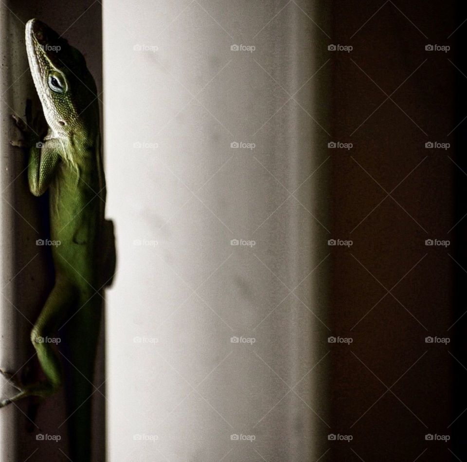 Carolina Anole Lounging 