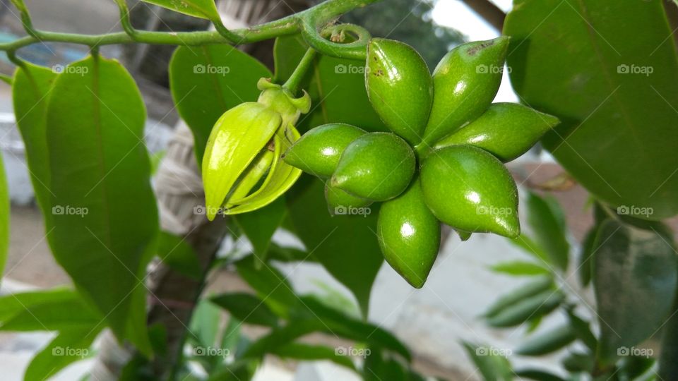 Michelia champaca Flower and seeds
