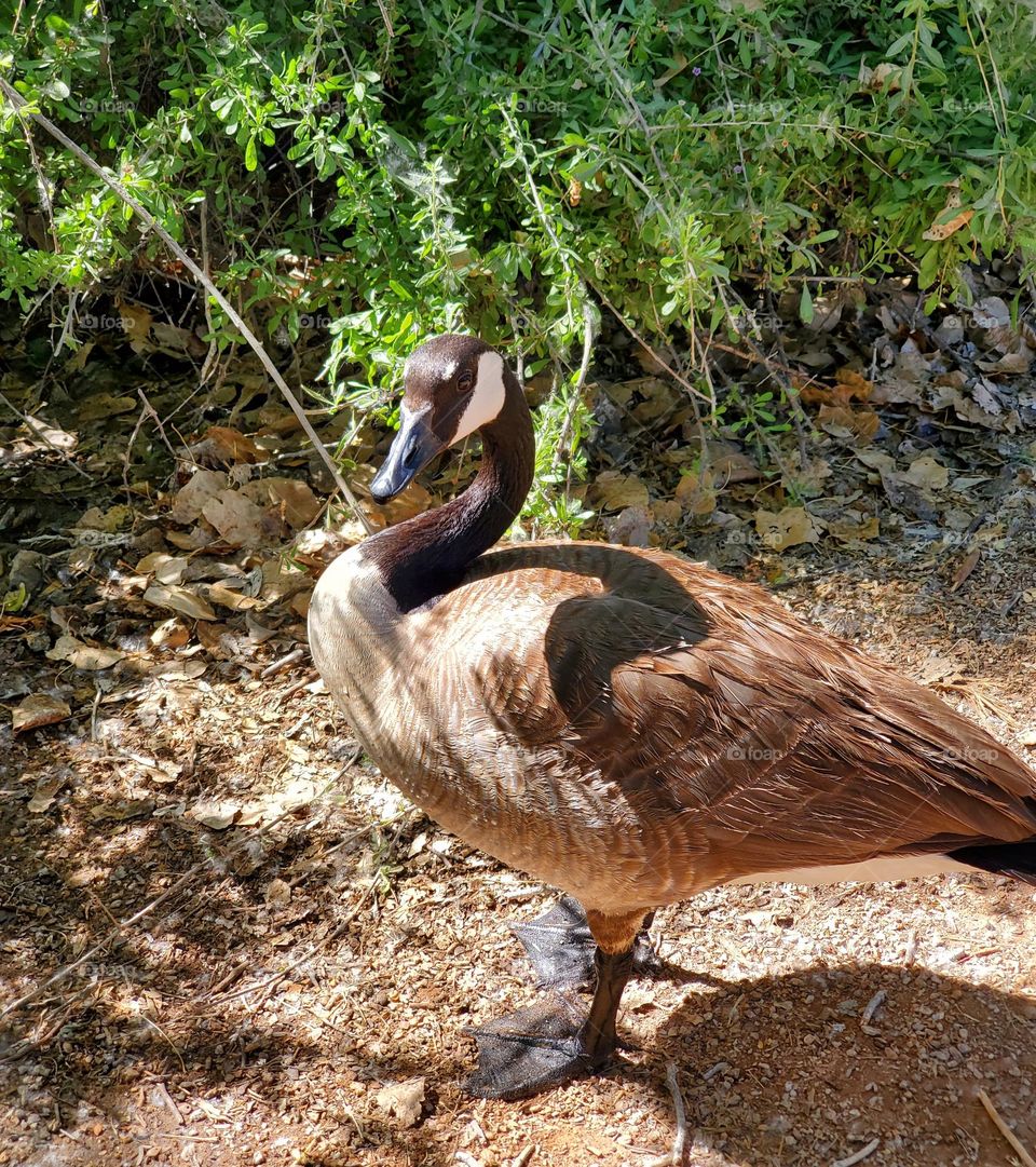 Canadian Goose at the Lake