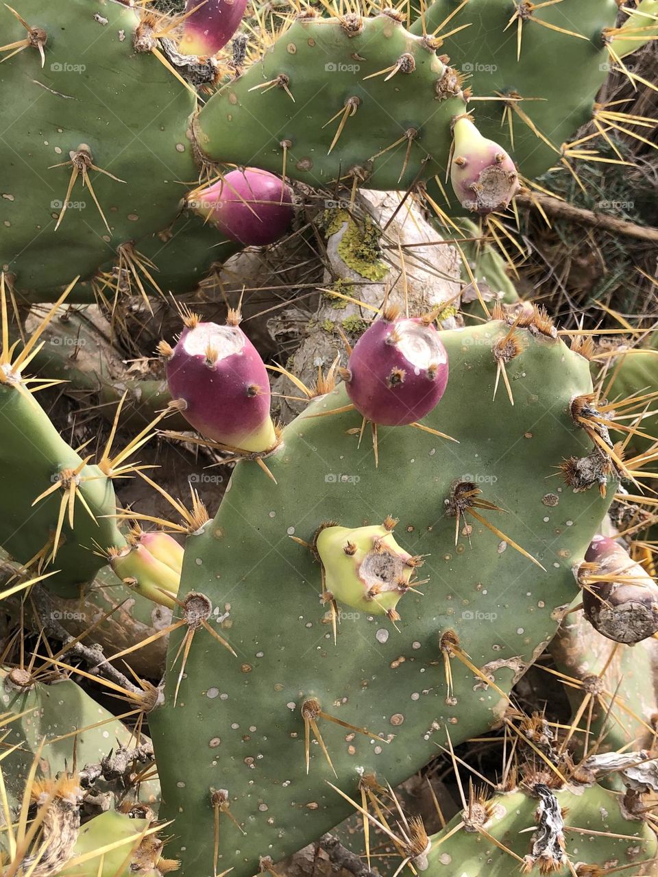 Beautiful cactus 