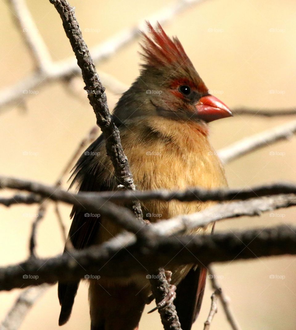 Female Cardinal on a Branch