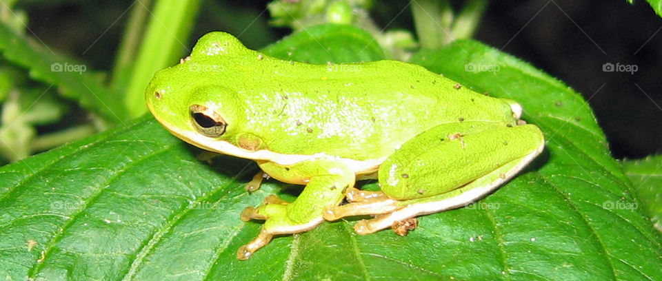 A frog on a lily pad. 