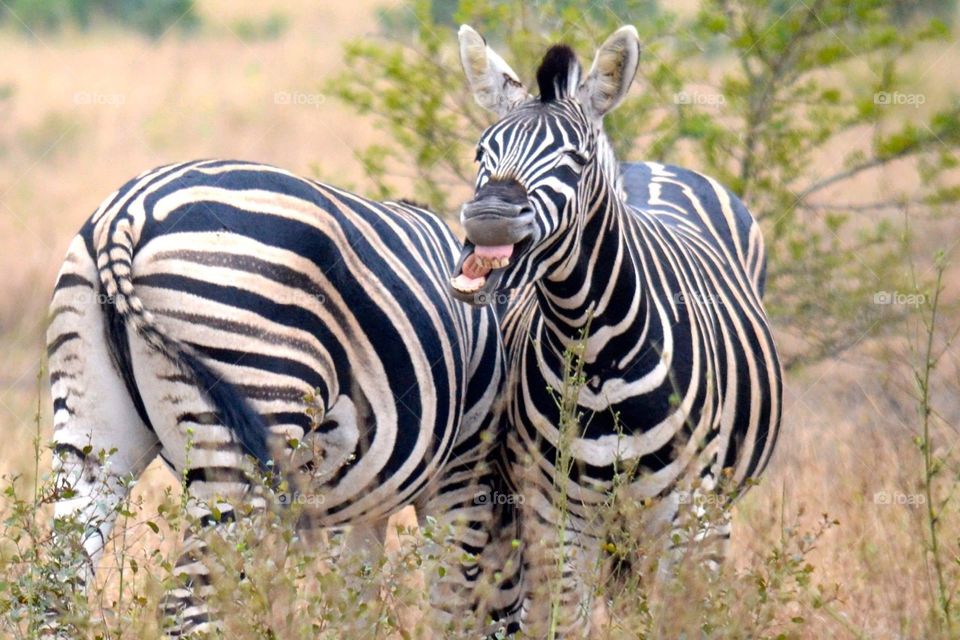 Zebra laughs