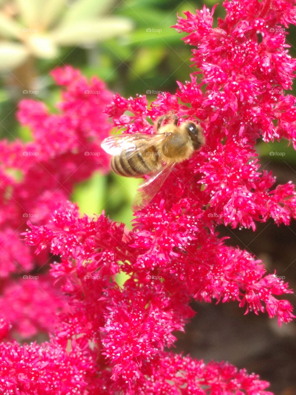 Pink Bee 3