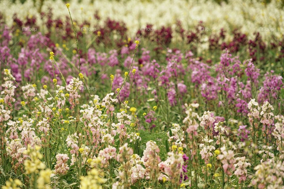 Vibrant California Wildflowers