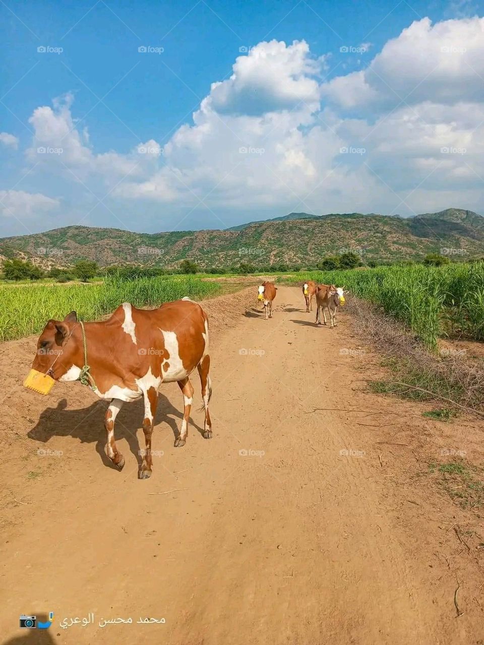 A very beautiful picture, and there is no better picture than it. There is no better picture of green herbs and colorful, red and white roses than it. Glory be to God, the natural and picturesque view, and there is no more