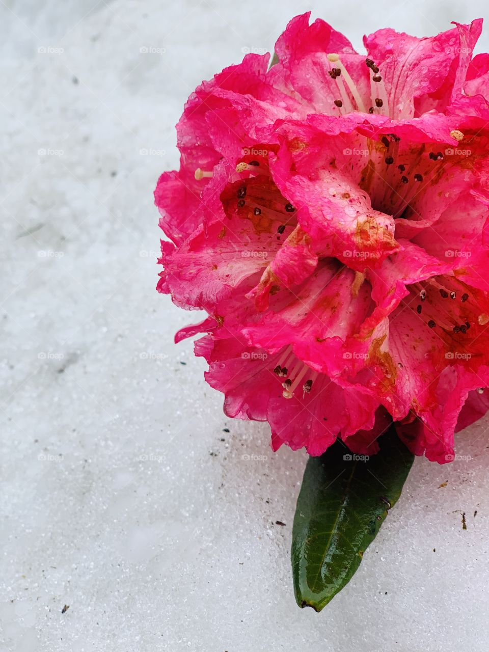 #Rhododendron #fresh #pinkFlower