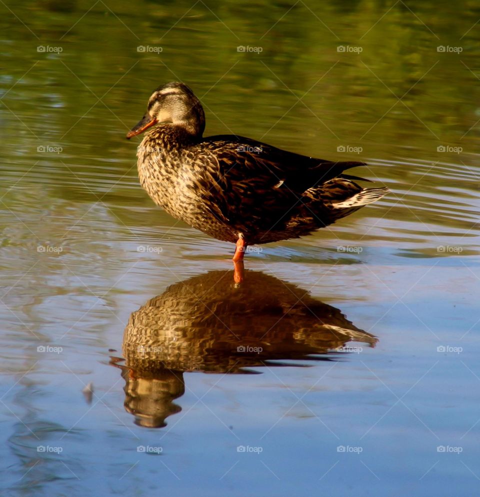 Beautiful Reflections in the Water