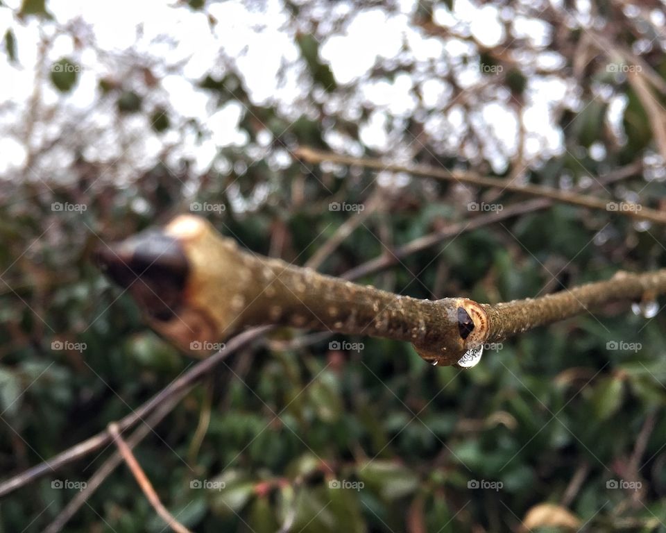 Rainy day in the forest