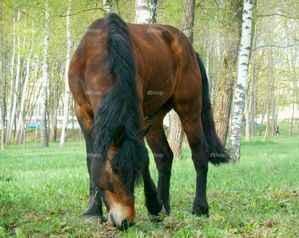 Horse, Mare, Mammal, Cavalry, Pasture