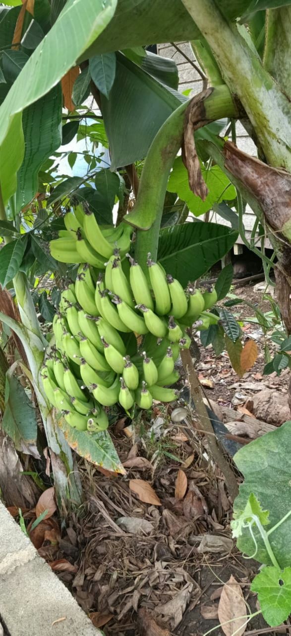 banana