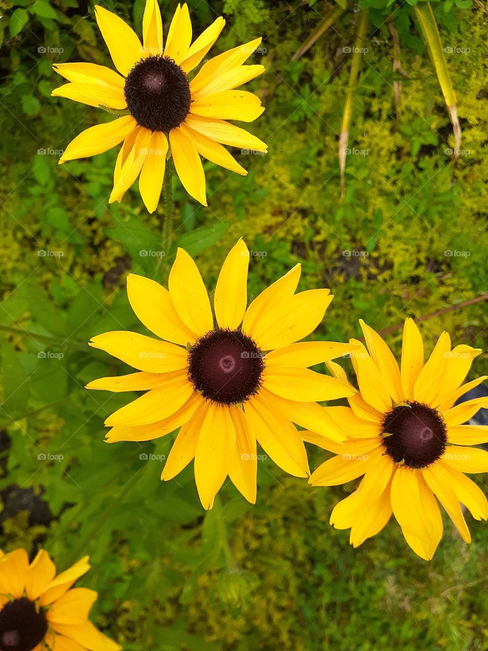 Black eyed Susan flowers in gorgeous yellow are growing in a friend's backyard in Florida.