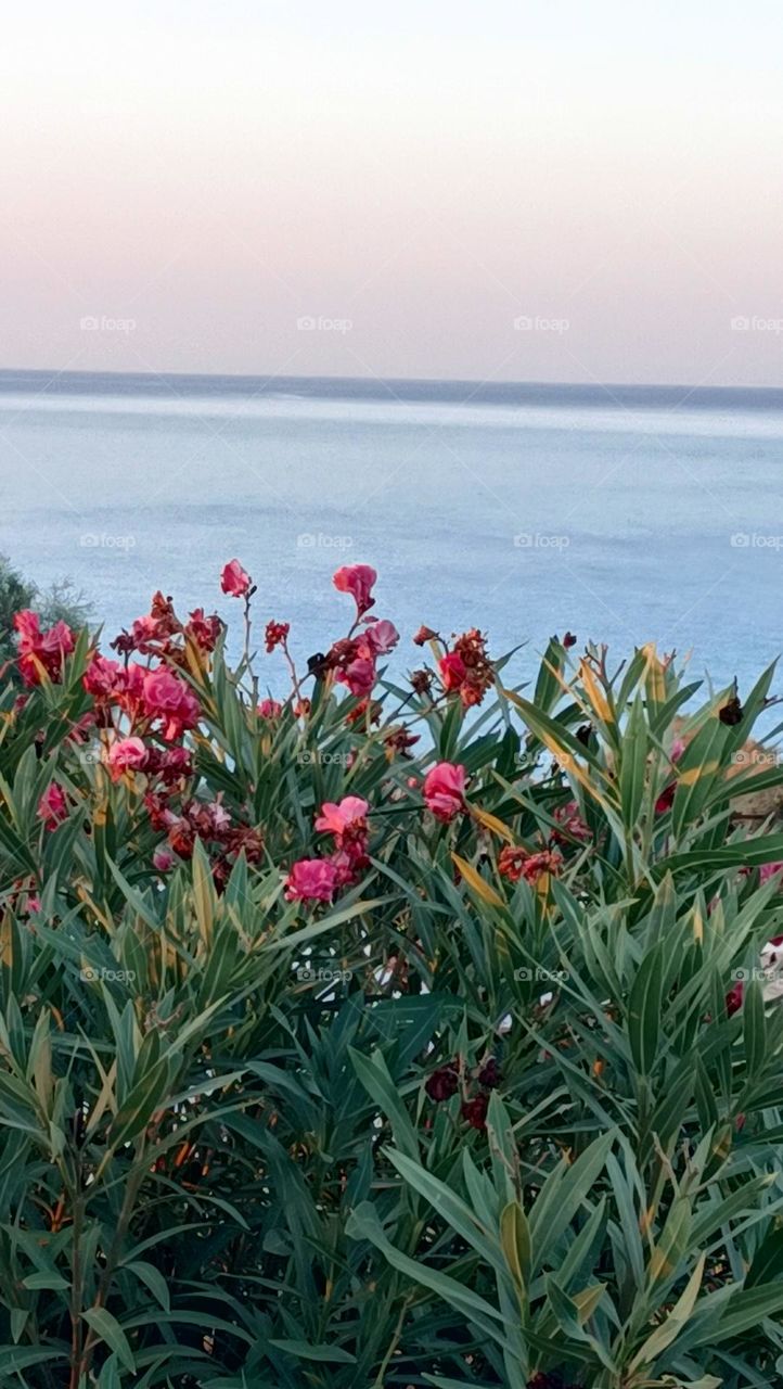 fiori e mare