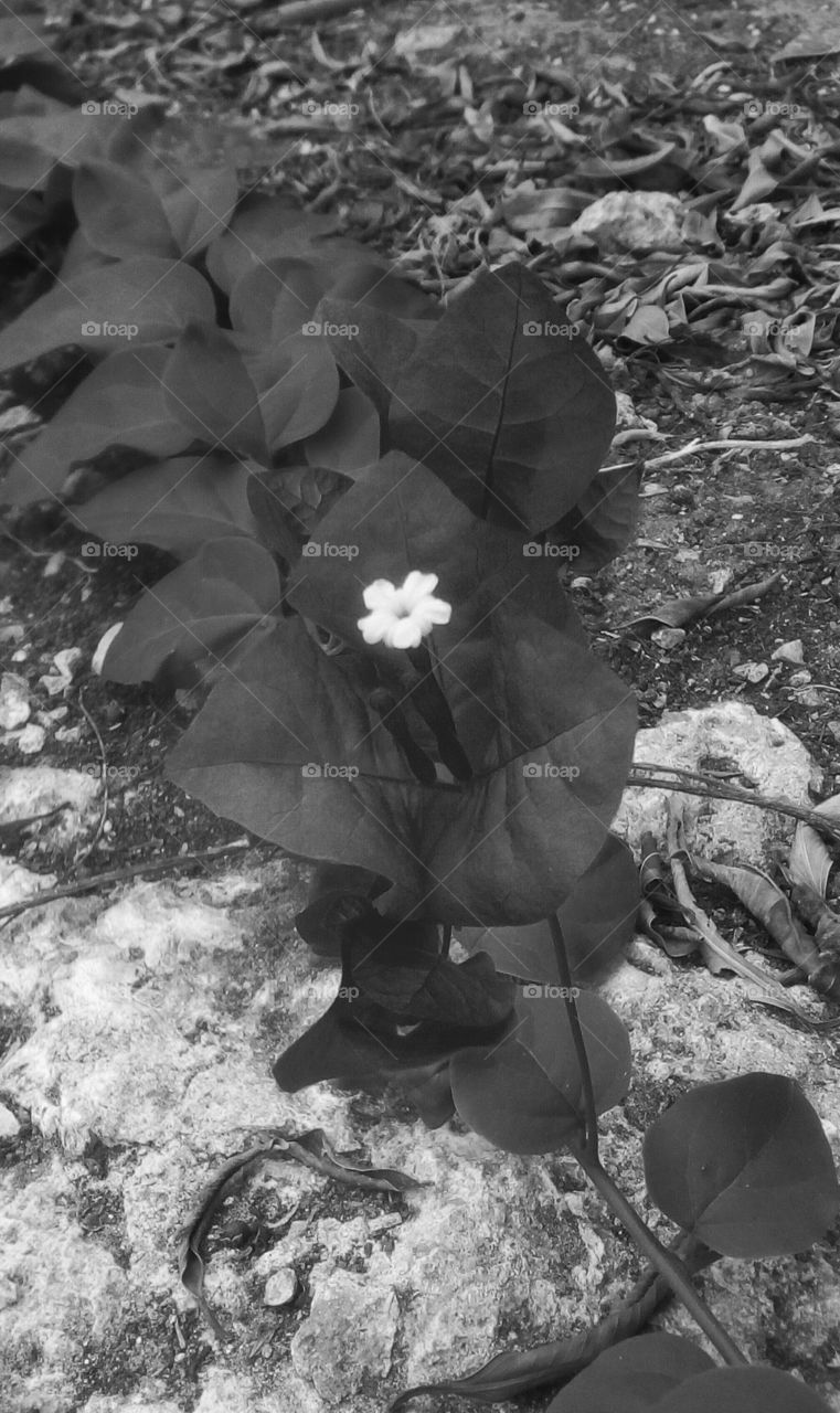 Black exotic Bougainvillea flower in closeup on dry ground
